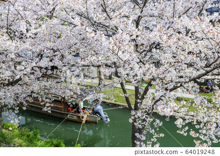 伏見櫻 64019248
