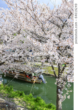 伏見櫻 64019249