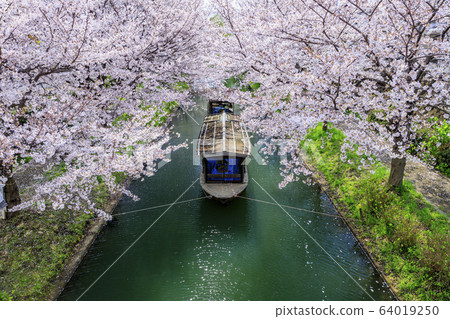 伏見櫻 64019250