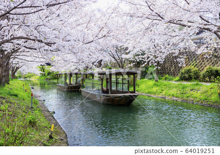 Fushimi Sakura Fushimi Sakura 64019251