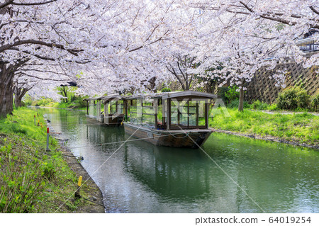 Fushimi Sakura 64019254