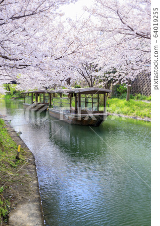 Fushimi Sakura Fushimi Sakura 64019255