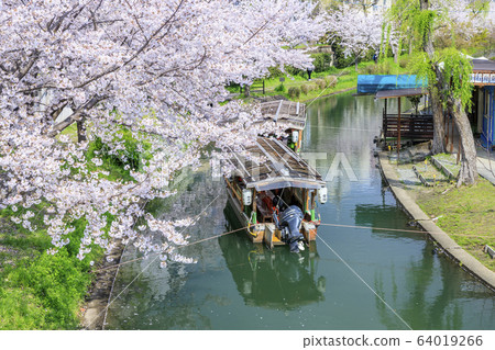 Fushimi Sakura 64019266
