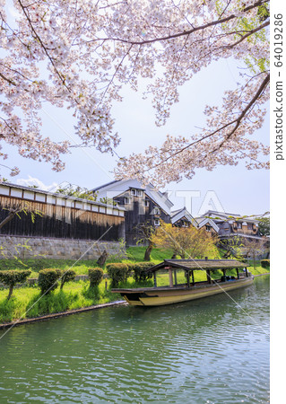 Fushimi Sakura Fushimi Sakura 64019286