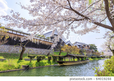 Fushimi Sakura Fushimi Sakura 64019288