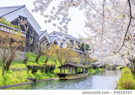 伏見櫻 伏見櫻 64019293