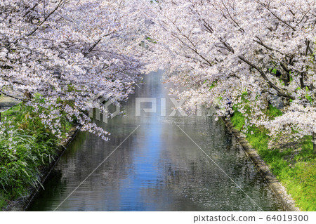 Fushimi Sakura Fushimi Sakura 64019300