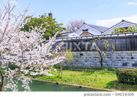 伏見櫻 伏見櫻 64019309