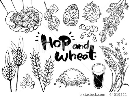 插圖素材:啤酒花啤酒小麥麥芽精釀啤酒 插圖素材:啤酒花啤酒小麥麥芽精釀啤酒 64019321