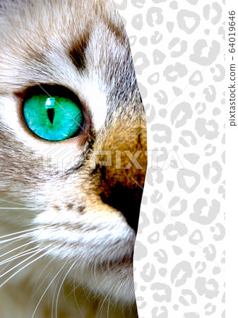 Mixed media art collage. Close up view of cat with green eyes. Mixed media art collage. Close up view of cat with green eyes. 64019646