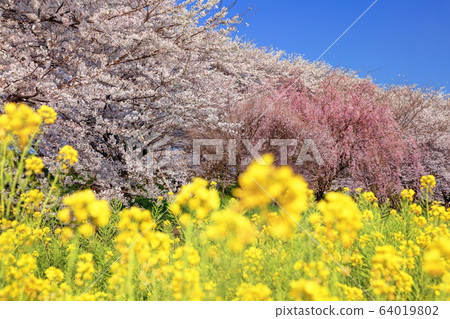 Cherry blossoms at Gyodo temple 64019802