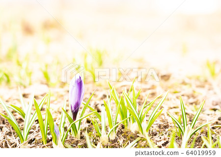 Morning crocuses Morning crocuses 64019959