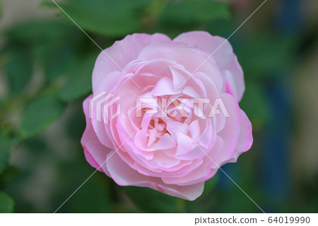 皮埃爾·奧蓋特夫人玫瑰花波旁玫瑰 64019990