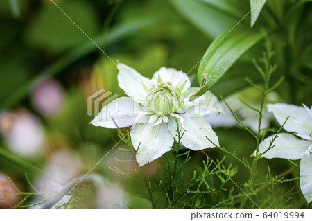 Clematis Shiromane Clematis Shiromane 64019994