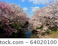 奈良和佐敦川的櫻花 64020100