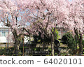 奈良大佛鐵路紀念公園的櫻花 64020101