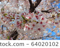 櫻桃花瓣 64020102
