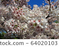 櫻花 64020103
