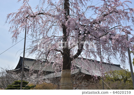 [Kyoto Prefecture] World Heritage, Toji Auditorium, Kondo and Fujizakura 64020159