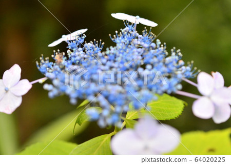 紫色繡球花 紫色繡球花 64020225