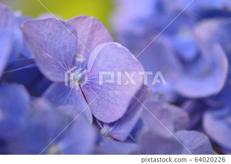 紫色繡球花 紫色繡球花 64020226