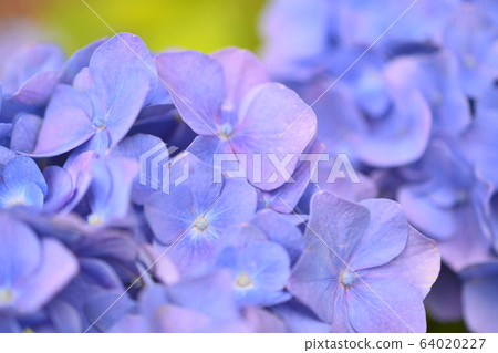 紫色繡球花 64020227