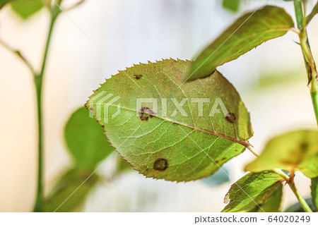 玫瑰葉有黑斑病 玫瑰葉有黑斑病 64020249