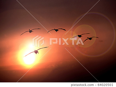Swan evening scenery return 64020501