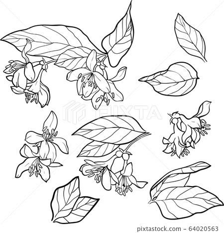 Set of small flowers isolated on a white background, hand painted illustration of weigela Set of small flowers isolated on a white background, hand painted illustration of weigela 64020563