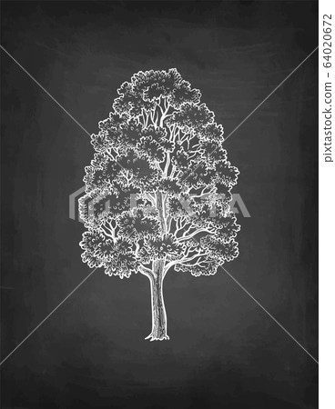 Chalk sketch of maple tree. 64020672