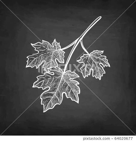 Chalk sketch of maple branch. 64020677