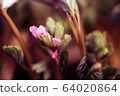 Pink and white, fluffy flowers Trifolium. Clover, aka porridge or Trifolium rubens. macro photo 64020864