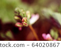 Pink and white, fluffy flowers Trifolium. Clover, aka porridge or Trifolium rubens. macro photo 64020867