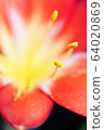 macro heart of a blured red tulip. Beautiful red tulip flowers growing in a garden. 64020869