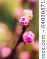 macro blooming buds of pink cherries. Background with flowers on a spring day. 64020871