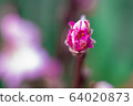 macro blooming buds of pink cherries. Background with flowers on a spring day. 64020873