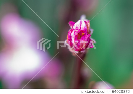 macro blooming buds of pink cherries. Background with flowers on a spring day. macro blooming buds of pink cherries. Background with flowers on a spring day. 64020873