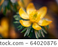 small yellow wildflowers in a meadow buttercup caustic or another name for night blindness 64020876