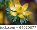 small yellow wildflowers in a meadow buttercup caustic or another name for night blindness 64020877
