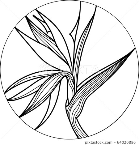 Single bird of paradise, strelizia tropical flower, sketch style vector illustration isolated Single bird of paradise, strelizia tropical flower, sketch style vector illustration isolated 64020886