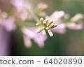 Young lilac buds close-up on a green garden background. Macro photo of a flower. Spring revival of nature, Ukraine, Europe. 64020890