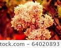 Young lilac buds close-up on a green garden background. Macro photo of a flower. Spring revival of nature, Ukraine, Europe. 64020893