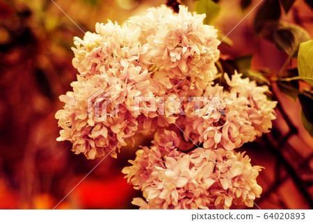 Young lilac buds close-up on a green garden background. Macro photo of a flower. Spring revival of nature, Ukraine, Europe. Young lilac buds close-up on a green garden background. Macro photo of a flower. Spring revival of nature, Ukraine, Europe. 64020893