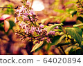 Young lilac buds close-up on a green garden background. Macro photo of a flower. Spring revival of nature, Ukraine, Europe. 64020894