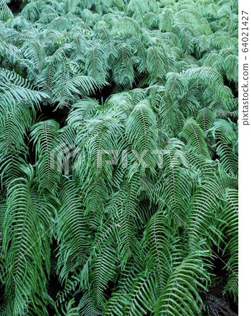 奧之島蕨(Gleichenia japonica) 奧之島蕨(Gleichenia japonica) 64021427