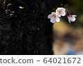 櫻桃樹 64021672