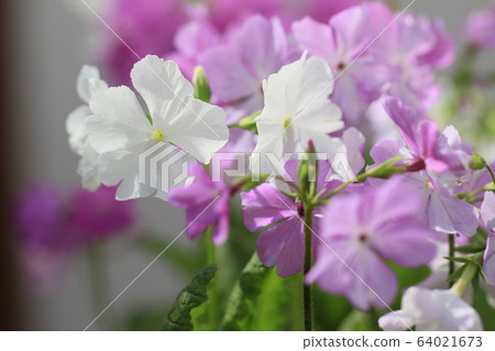 Primrose white, purple Primrose white, purple 64021673
