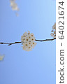 櫻桃樹 64021674