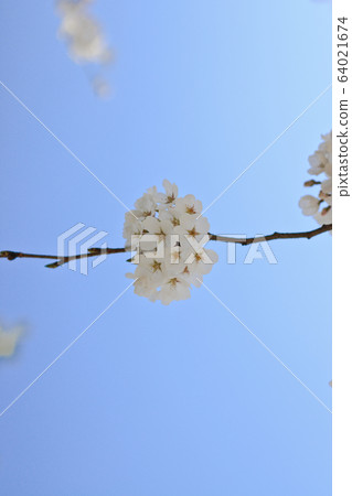 櫻桃樹 64021674