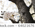 櫻桃樹 64021676